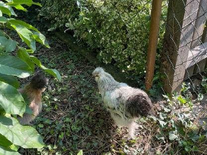 Bild 3:Hennen und Hähne verschiedenen Alters