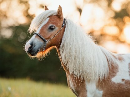 Landessiegerstutjährling Minishetland