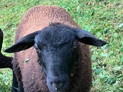 Reinrassiges Jura Weibchen