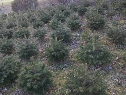 Bild 3:Christbäume gesucht