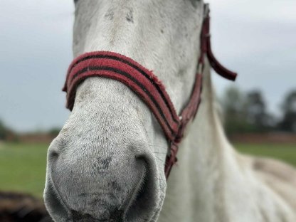 Bild 3:Sanfte besondere Mix-Stute