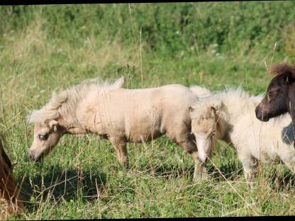 Bild 5:Minishetty Prämienstute mit oder ohne Fohlen