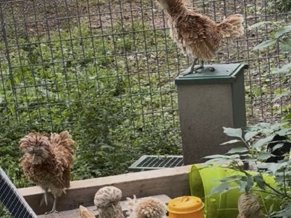 Bild 5:Zwergpaduaner Junghähne zu verschenken