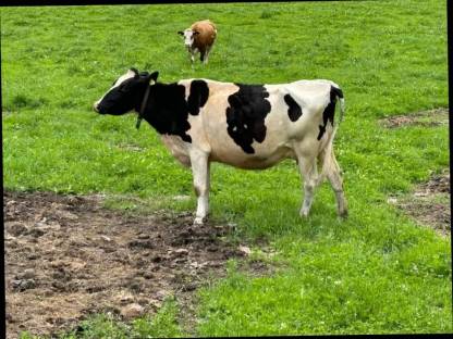 Holstein Jungkuh