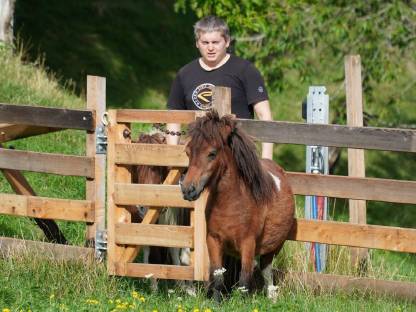 Bild 2:Minishetland Stute - Milli-Krug