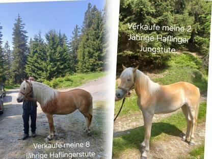 Haflinger
