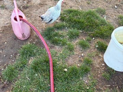 Bild 4:Zwerghuhnpaar zuchttauglich und blutsfremd