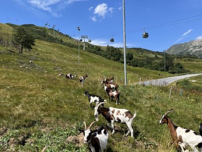 Bild 4:Tauernschecken HB Böcke