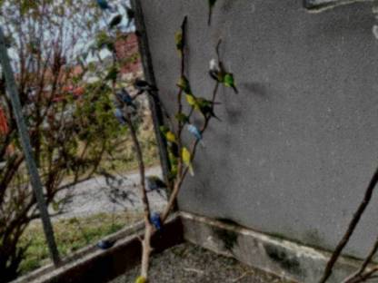 Bild 2:Wellensittiche