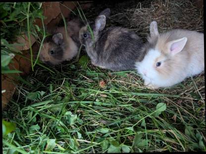 Bild 4:Löwenkopf Zwergkaninchen in allen Farben