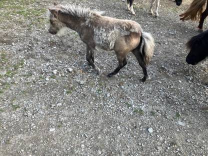 Bild 5:Mini Shetty Hengstfohlen