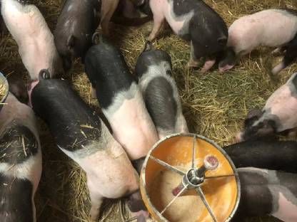 Bild 2:Schwäbisch Hall x Pietrain Ferkel