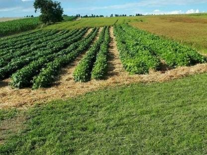 Bild 2:Fisolienfeld zum Selberpflücken