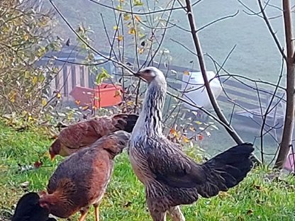 Bild 4:1,1 Junghahn und Henne