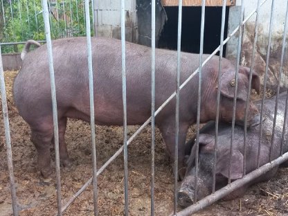 Bild 2:Bio Jungsauen Duroc und Edelschwein