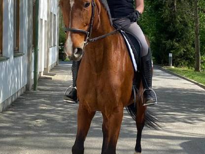 Bild 3:Trakehner aus unserem Gestüt suchen ein neues Zuhause