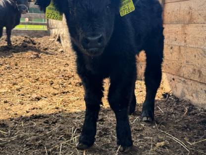 Bild 9:Hochlandrinder Kühe tragend mit Kuhkalb, Kalbin 1-jährig