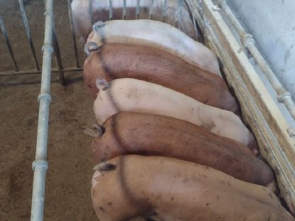 Bild 3:Mastschweine - Getreidegefüttert - Ringelschwanz