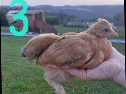 Bild 7:Zwergcochin Mix Hennen