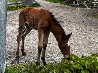 Bild 2:Haflingeraraber Stutfohlen