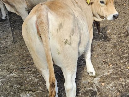 Bild 2:Verkaufe Murbodner Jungkalbinen