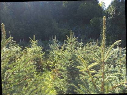 Bild 2:Christbäume, Dekobäume