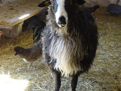 Bild 2:KRAINER STEINSCHAF Zuchtbock (Widder) gekört