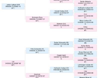 Bild 5:Norikerstute Lina