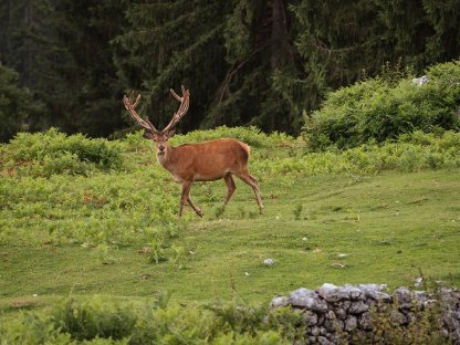 Bild 2:Kapitalrothirsch