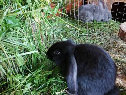 Bild 8:Kaninchen Deutsche Widder