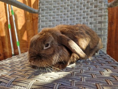 Bild 2:Zwergkaninchen zu verschenken