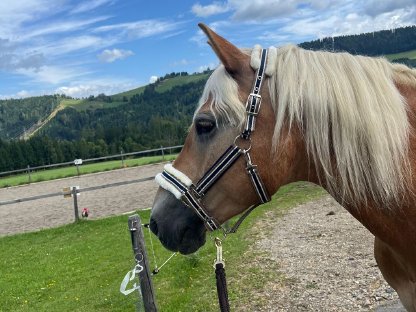 Bild 4:Liebenswerter Haflinger Wallach zu verkaufen