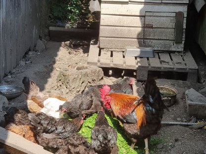 Bild 8:Verschenken Seidenmischlings-Hühner