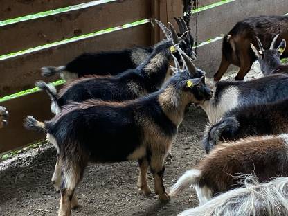 Bild 2:Passeier Bockkitze