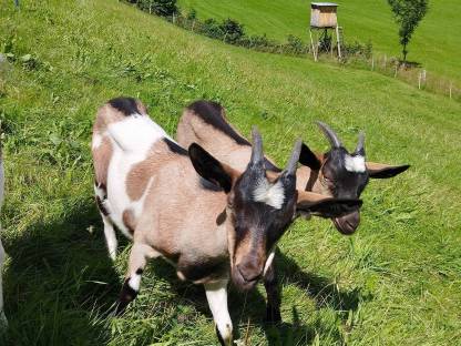 Ziegenkitze