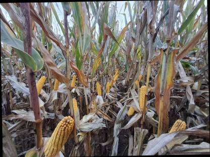 Bild 2:Mais-Silo-Rundballen