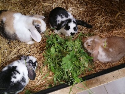 Bild 2:Zwergwidder Zwergkaninchen