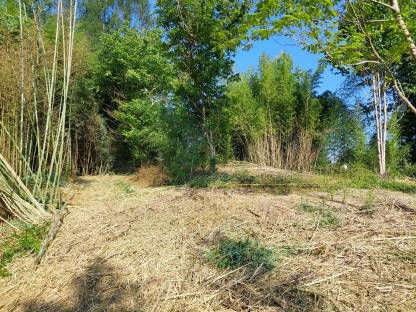 Bild 3:Forstmulcher und Renaturierung vom Profi