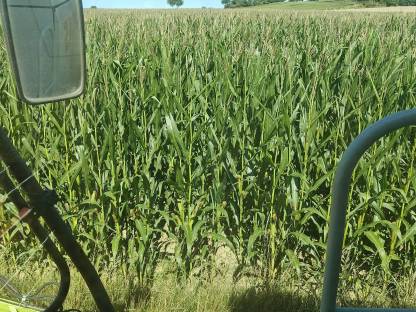 Bild 3:Verkaufe Silomais in 3522 Taubitz