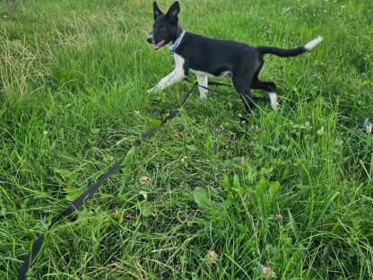 Bild 5:Reinrassige Border Collie Welpen abzugeben