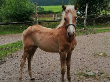 Tiroler Haflinger Hengstfohlen