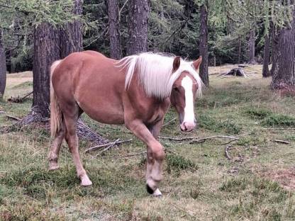 Bild 3:Noriker Fuchsstute