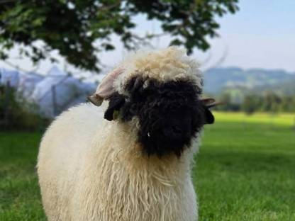 Bild 5:Walliserschwarznasen Widder G1