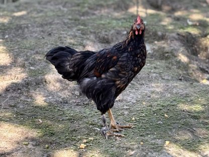 Bild 2:Junge Marans Buntleger Mix Hähne