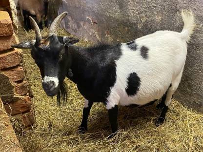Mini Zwergziege