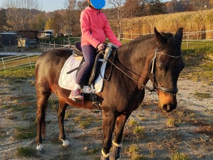 Beistellpferd - bedingt reitbar