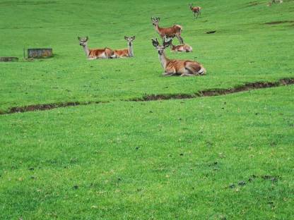 Bild 3:Reduktion Rotwildbestand