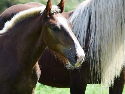 Bild 5:Eisenerz Vulkan Noriker Dunkelfuchshengstfohlen zu verkaufen