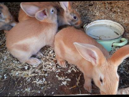 Bild 4:Deutsch Großsilber Gelb - Japaner Mix Kaninchen