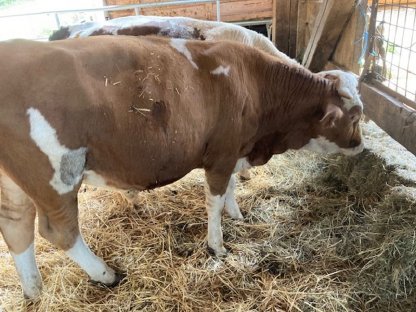 Bild 2:Ochsen und Kalbinen zu verkaufen